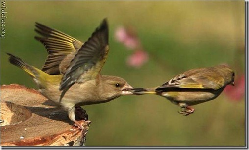 amazing_snapshot_bird_catch_tail