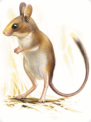 Short-tailed_Hopping_Mouse_drawing