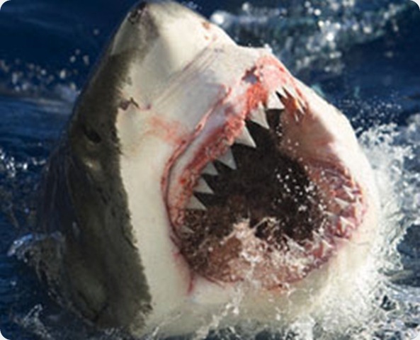 shark-teeth-flouride-120725-675707-